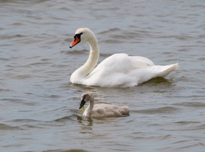 Mute Swan