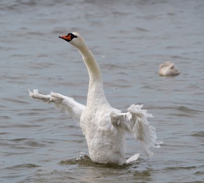 Mute Swan