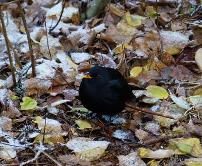 Common Blackbird