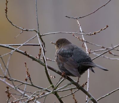 Common Blackbird