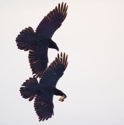 Common Raven