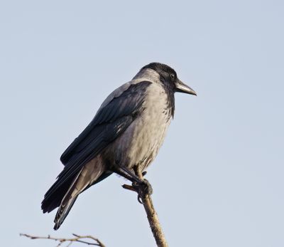 Carrion Crow