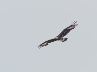 Golden Eagle