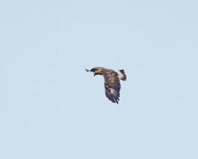 Golden Eagle