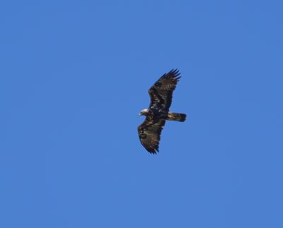 Golden Eagle