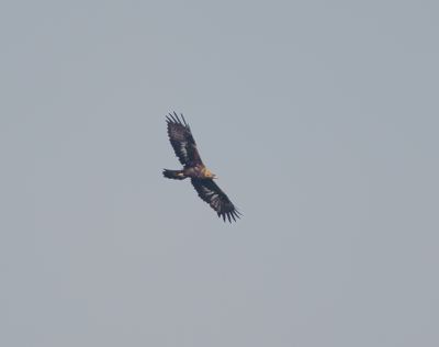Golden Eagle