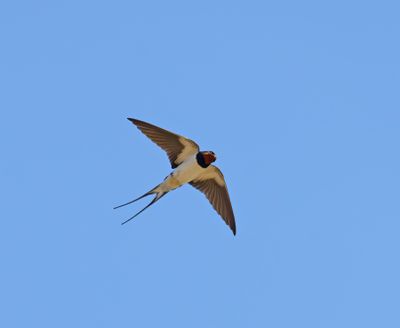 Barn Swallow