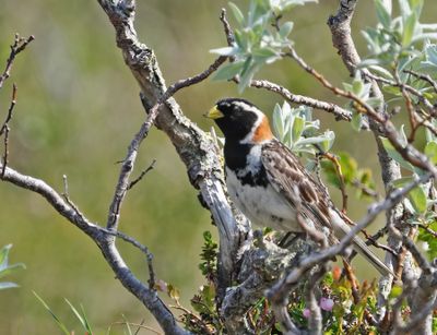Lapland Longspur