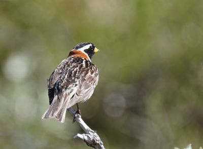 Lapland Longspur