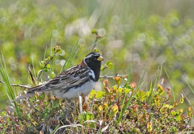Lapland Longspur