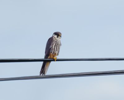 Eurasian Hobby