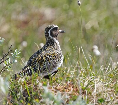 European Golden Plover