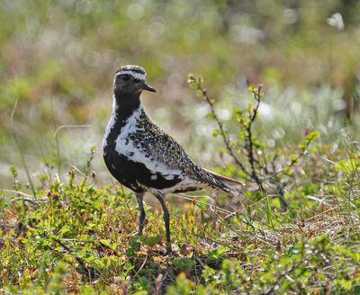 European Golden Plover