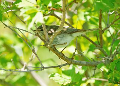 Willow Warbler