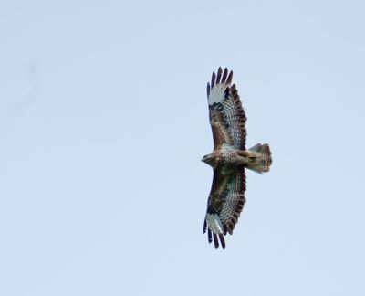 Common Buzzard