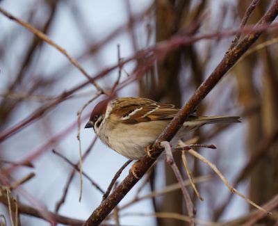 Eurasian Tree Sparrow