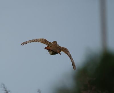 Grey Partridge