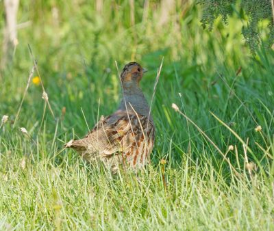 Grey Partridge
