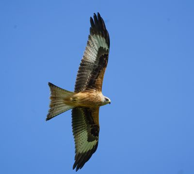 Red Kite
