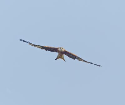 Red Kite