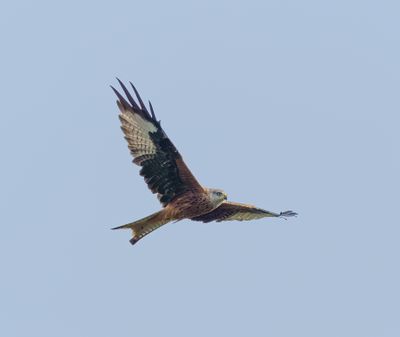 Red Kite
