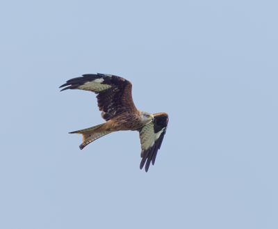 Red Kite