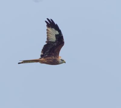 Red Kite