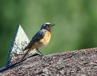 Common Redstart