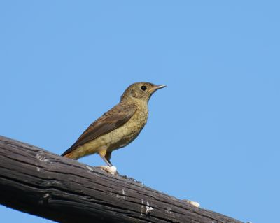 Common Redstart