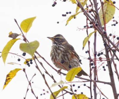 Redwing
