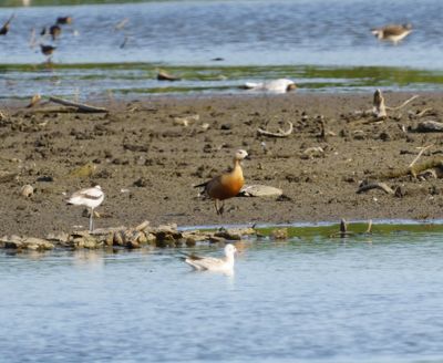 Ruddy Shelduck