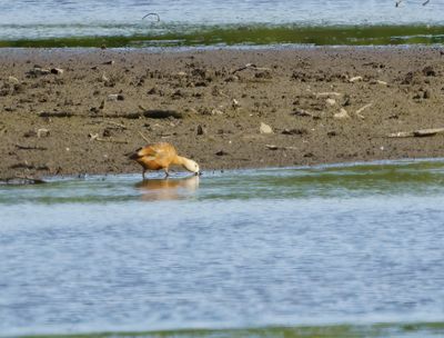 Ruddy Shelduck