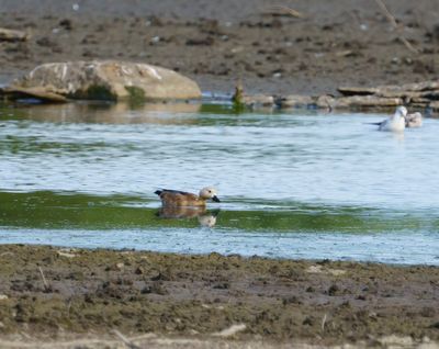 Ruddy Shelduck