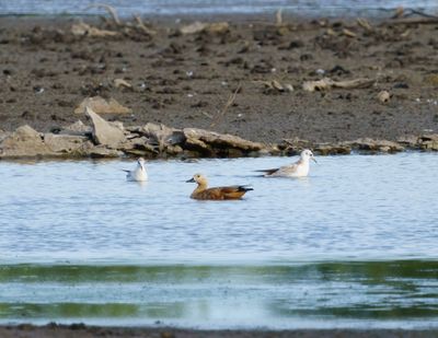 Ruddy Shelduck
