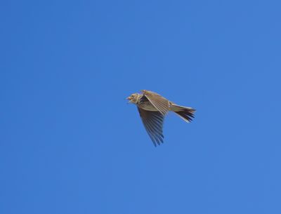 Eurasian Skylark