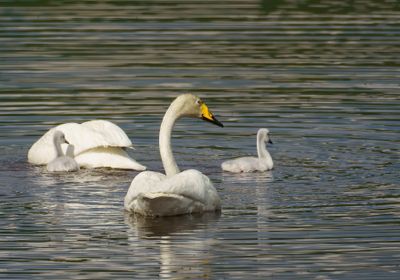 Whooper Swan