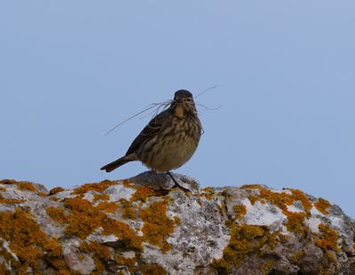 Rock Pipit