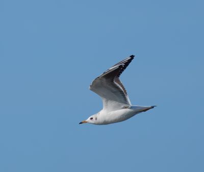 Black-headed Gull