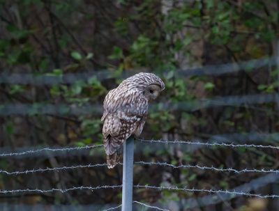 Ural Owl