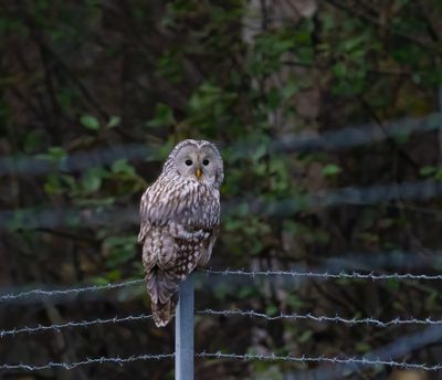 Ural Owl