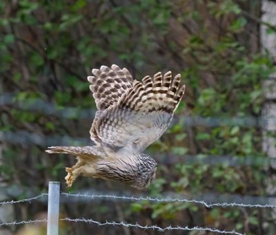 Ural Owl