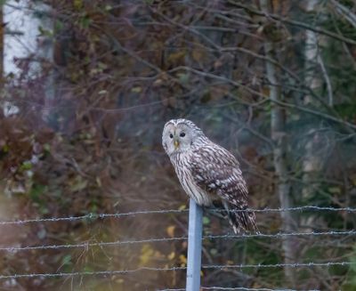 Ural Owl