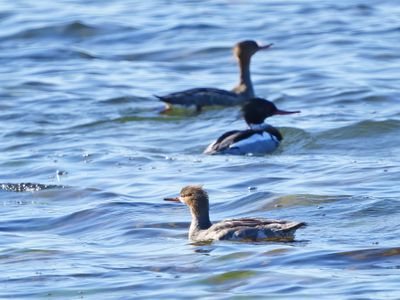Red-breasted Merganser