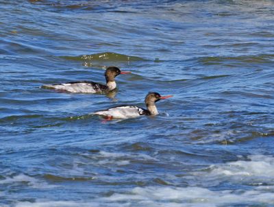 Red-breasted Merganser