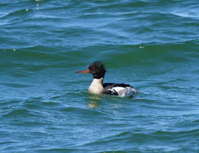 Red-breasted Merganser