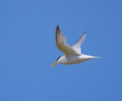 Little Tern