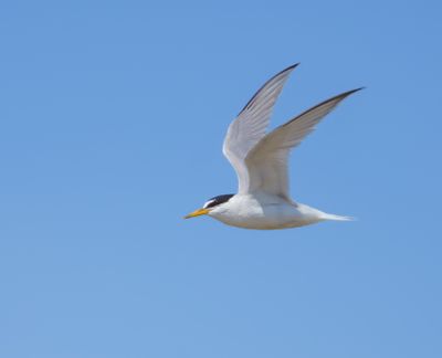 Little Tern
