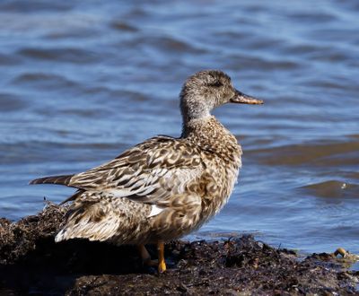 Gadwall