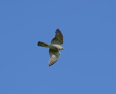 Eurasian Sparrowhawk