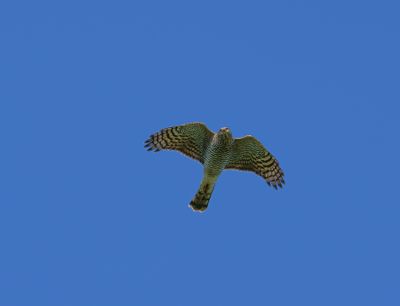 Eurasian Sparrowhawk